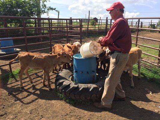 The calves are fed using a barrel with hoses going down to the milk. This method is better for the calves' digestion.