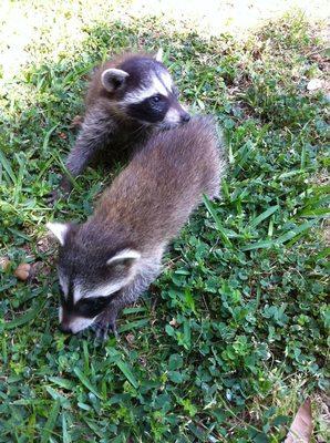 Do you have racoons in your attic? Let us humanely get them out for you.