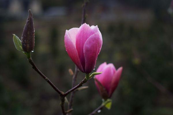 Beautiful magnolia blossoms