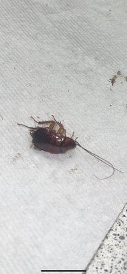 ROACH INFESTED APARTMENT (for the fourth time!)