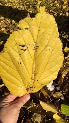 Huge leaf