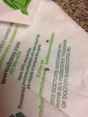 A baby roach! How disgusting! Do not go to this Subway! They have a roach infestation!