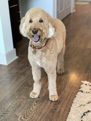 Labradoodle Haircut