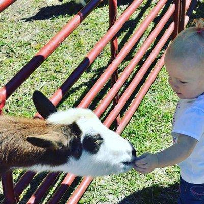 Petting Zoos entertain guests of all ages!  Who doesn't love feeding a cute little goat or lamb?