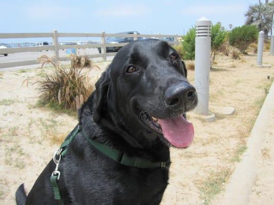 Meet Hubbles, he loves to give kisses everytime I arrive to give him a walk on the beach!