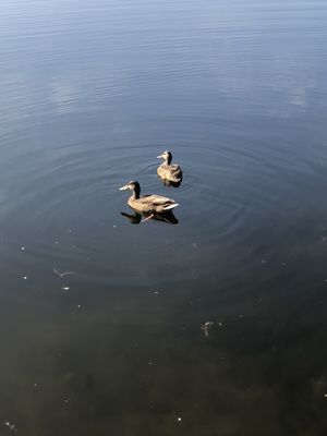 Ducks