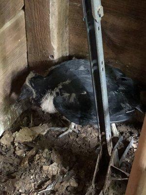 Young vulture decided to hang out in the barn