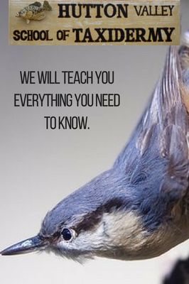 Remington Taxidermy & Hutton Valley School of Taxidermy