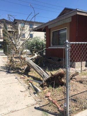 Clients tree had fallen over due to recent winds, we chopped up the tree and hauled it away safely.