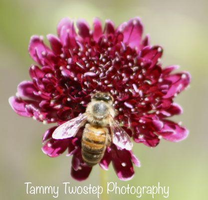 Flower and bee