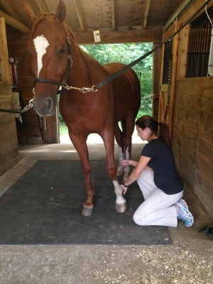 NORTH SHORE EQUINE, PC Is an ambulatory equine veterinary practice serving the North Shore of Massachusetts and southern NH.