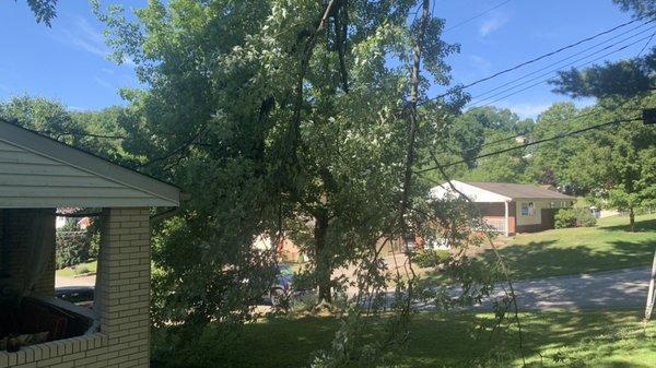 Broken branch near porch