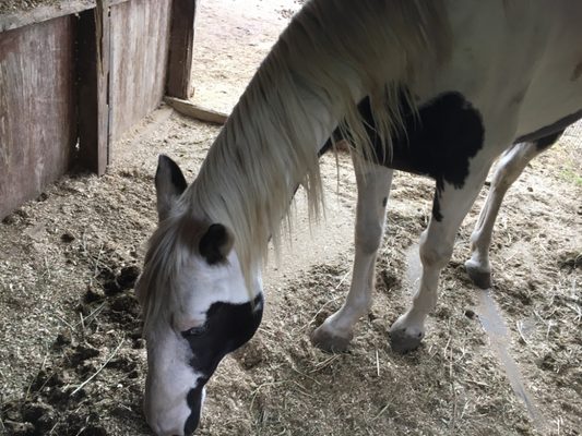 Got a visit while getting ready to muck out the stall