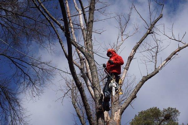 Removal of a dead Silver maple in Kenwood