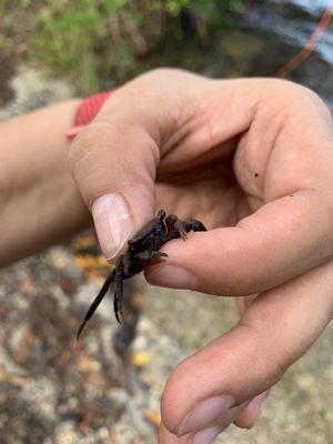 Whitle baby crabs doo doo