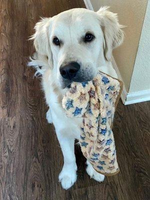 Milford with his new blanky. Sent to us by Family Bred Puppies as a gift