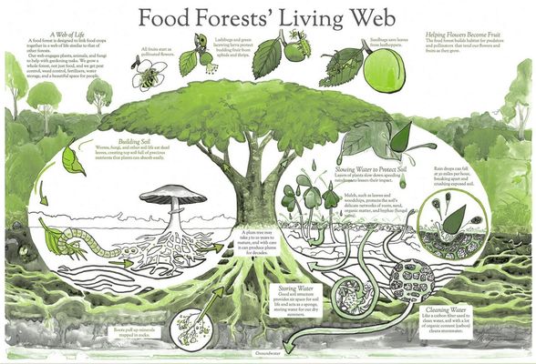 Food Forests' Living Food Web