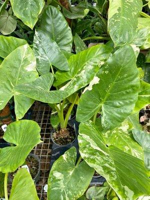 An item from their rare plant section, variegated alocasia