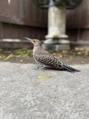 Northern Flicker