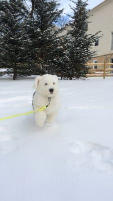 Murphy at 2 months old