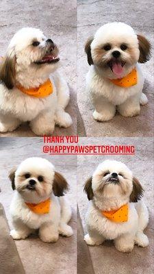 Happy Paws Pet Grooming