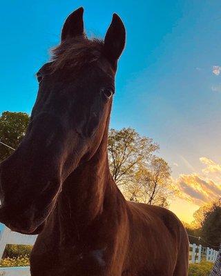 Pasture board