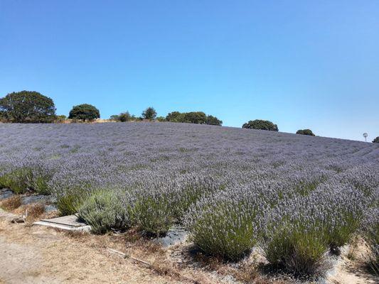 Lavender field