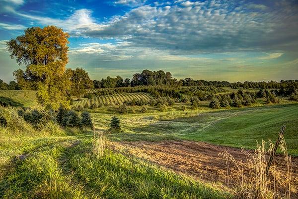 Corsi Tree Farm