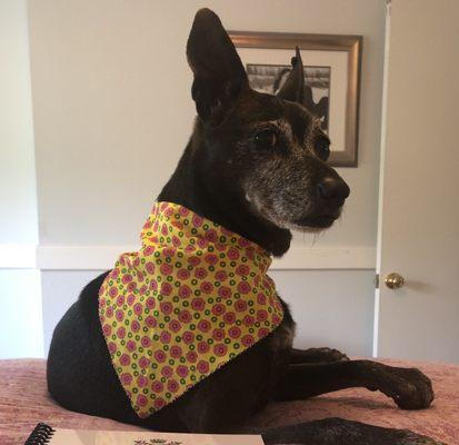 Kylie, looking fashion forward in her paisley Spring scarf. Thank you, Something to Bark About!