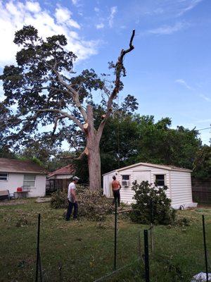 Reliable Tree Care