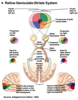 The visual system links the eyes to the brain.