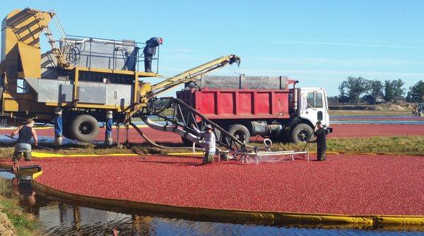 Cranberry Harvest