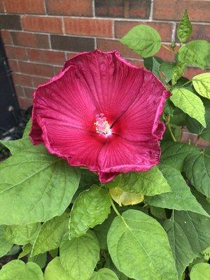 Dinner plate Hibiscus grown using our Best Blooms Bundle. Absolute beauty!