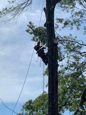 Dirt Cheap Tractor Work & More team working on tree removal project in Central Louisiana