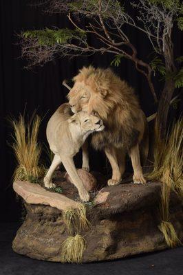 Lion and Lioness