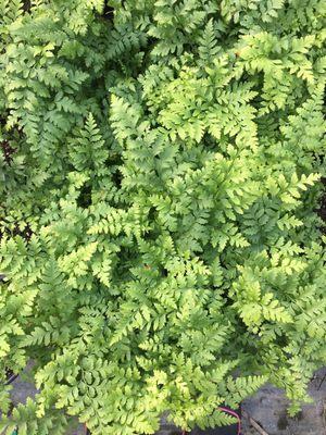 Some of their leather ferns. All the plants look pristine