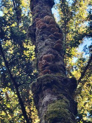 These  oyster mushrooms went all the way up and down the tree!