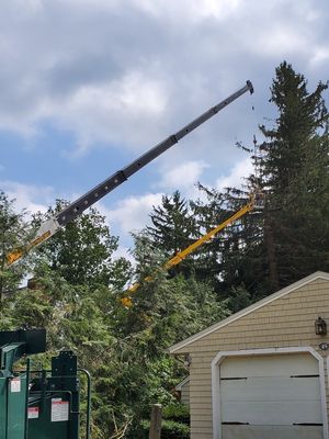 Spider Lift working from backyard with Crane on 18 Norway Spuce job