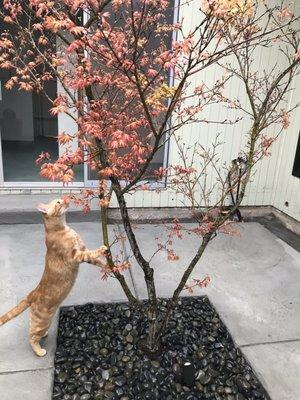 This our Cat Frasier, checking out our new tree. Thank you Mike its gorgeous