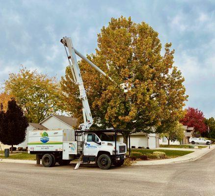 Meridian Tree Service