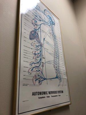 Educational "Autonomic Nervous System"Chart