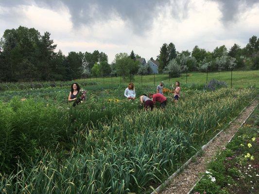 Harvesting flowers at Dharma's Garden