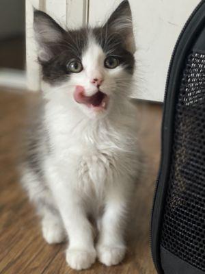 Happy patients of the Simi Valley Non Profit Spay and Neuter Clinic.