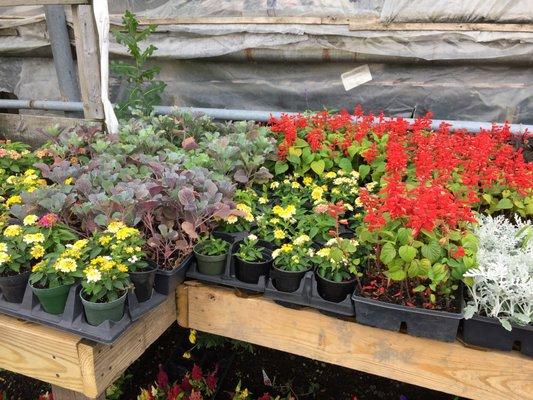 Annual bedding plants