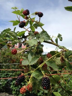 Look for tall vines with a large Red and White Barn. (Barn's siding is still in progress)