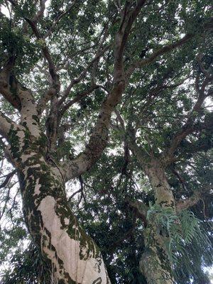 Before- large, old lychee tree