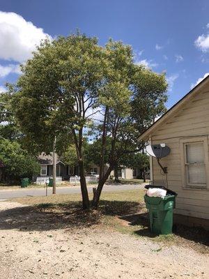 Tree I did in Stephenville for my daughter's rent house. Where she attends Tarleton State University.