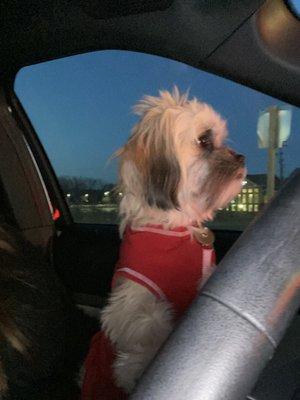 Driving to Tailwaggers