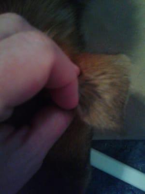 One side of her ear, where the Pitbull bit,