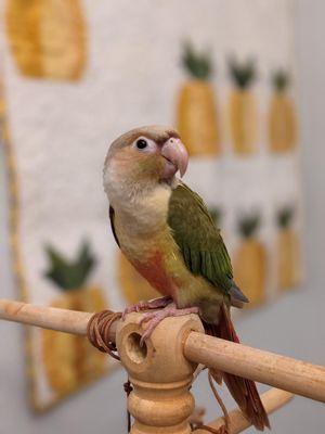 Pineapple Green Cheek Conures... better than Cockatiels? The jury is still out but this one is pretty cool.